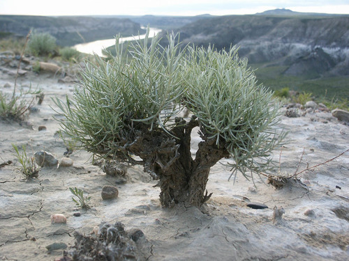 iNaturalist observation 2004-06-15