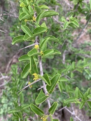 Plectroniella armata