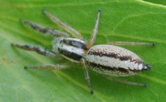 Mopsolodes australensis