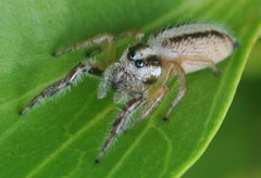 Mopsolodes australensis