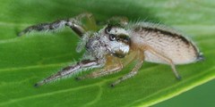 Mopsolodes australensis