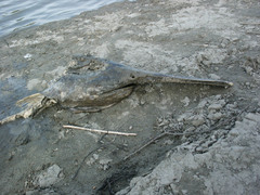 Polyodon spathula