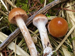 Cortinarius causticus