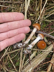 Cortinarius causticus