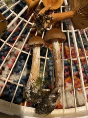 Cortinarius causticus