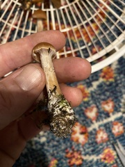 Cortinarius causticus