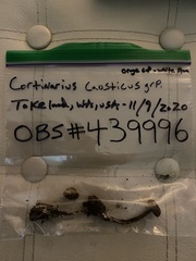 Cortinarius causticus