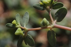 Euphorbia geyeri wheeleriana