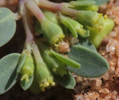 Euphorbia geyeri wheeleriana