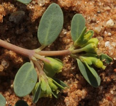 Euphorbia geyeri wheeleriana