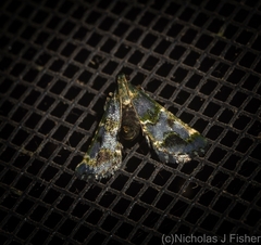 Arescoptera haplocala