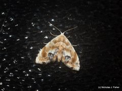 Holocryptis phasianura