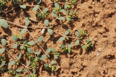 Euphorbia geyeri wheeleriana