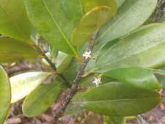 Erythroxylum sechellarum