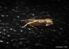 Chaliniastis astrapaea