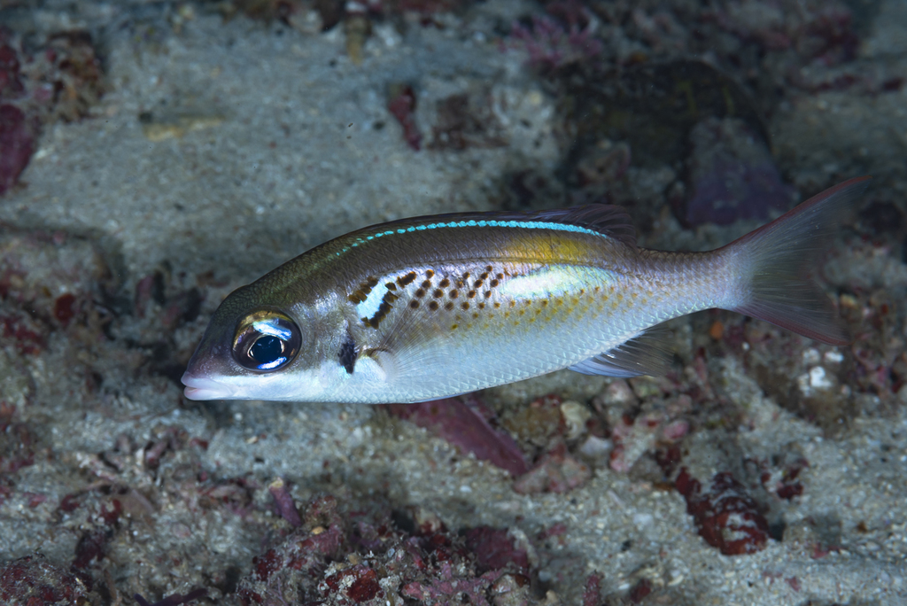 Oblique-Barred Monocle Bream