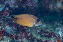 Ctenochaetus binotatus