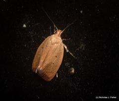 Acanthodela protophaes