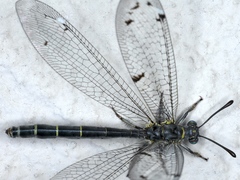 Bandidus canifrons