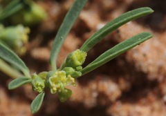 Euphorbia parryi