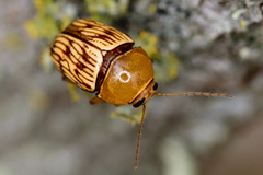 Cryptocephalus fulguratus