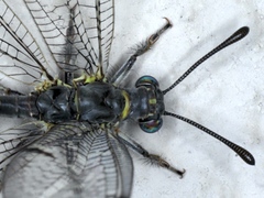 Bandidus canifrons