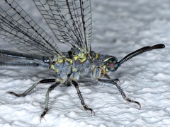 Bandidus canifrons