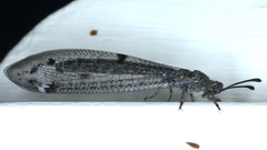 Bandidus canifrons