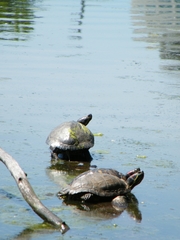 Trachemys scripta elegans