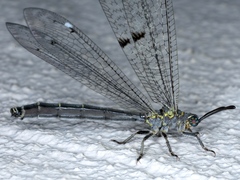 Bandidus canifrons