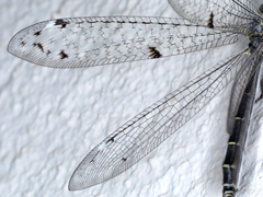 Bandidus canifrons