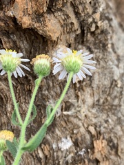 Felicia clavipilosa