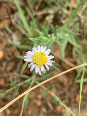 Felicia clavipilosa