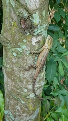 Calotes versicolor