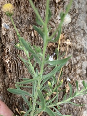 Felicia clavipilosa