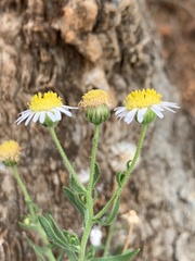 Felicia clavipilosa