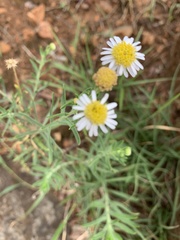 Felicia clavipilosa