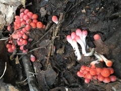 Microstoma protractum