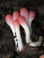 Microstoma protractum