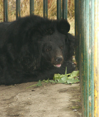 Ursus thibetanus