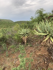 Aloe castanea