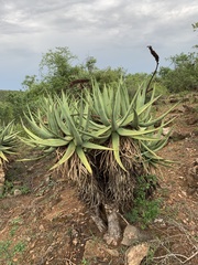 Aloe castanea
