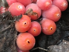 Microstoma protractum