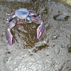 Petrolisthes violaceus