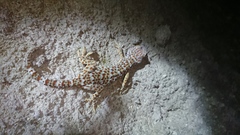 Gekko gecko