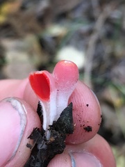 Microstoma protractum