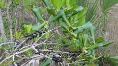 Myrsine cubana