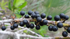 Myrsine cubana