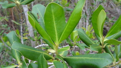 Myrsine cubana