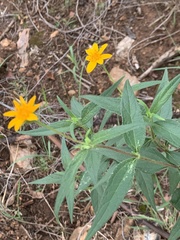 Aspilia mossambicensis